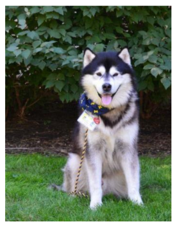 Hawkeye, an alaskan malamute dog