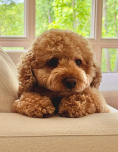 A small dog with curly reddish-brown fur sitting on a beige couch, looking directly at the camera in a bright room with large windows showing green foliage outside.